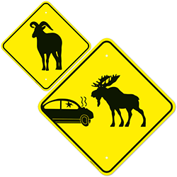 Moose And Elk